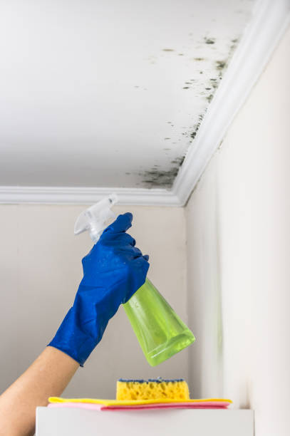 Best Emergency Mold Remediation in Eden, NC